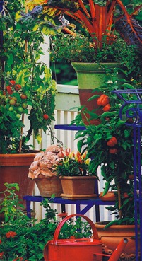 Овощи на балконе